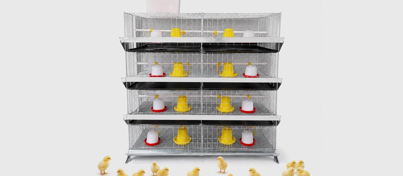 Chick Cage